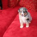 Akiba und Sunnys  Nachwuchs